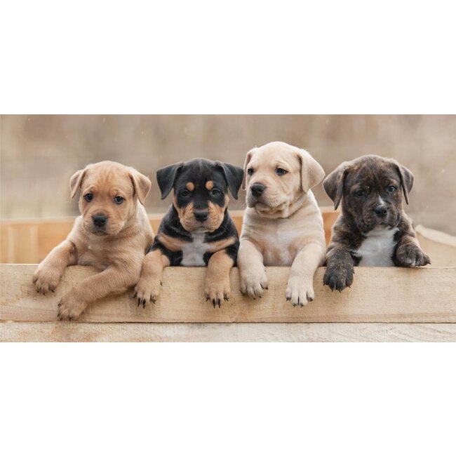 Strandlaken Puppy's