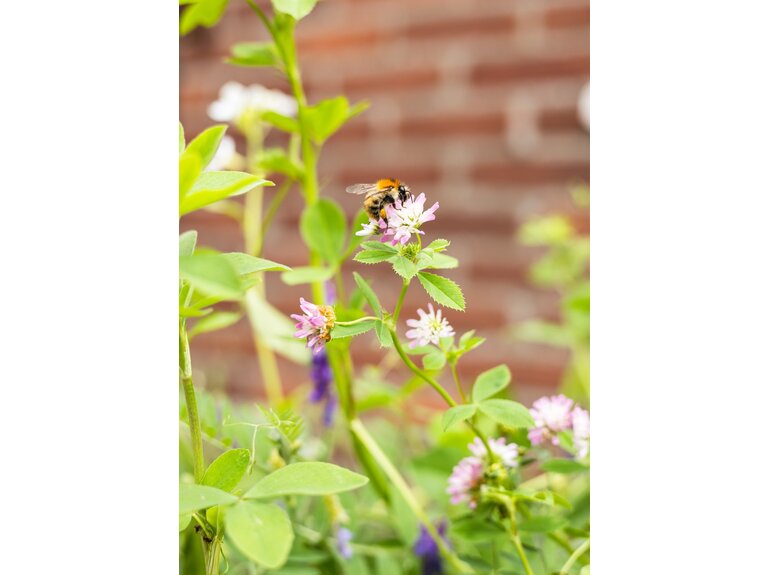 Blossombs Blossombs Kweekset - Herbs & Flowers Collectie - Verschillende Varianten