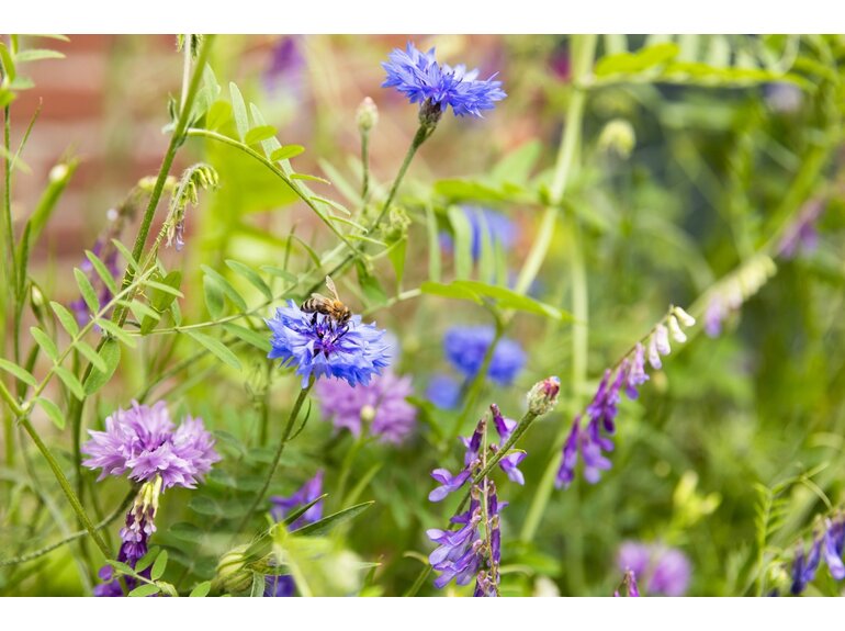 Blossombs Blossombs Giftbox Small 7 Blossombs - Herbs & Flowers Collectie - verschillende varianten