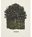 Denham Royal oak tee coconut white