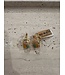 Gas Bijoux Copy of Bermudes hoop earrings petrol