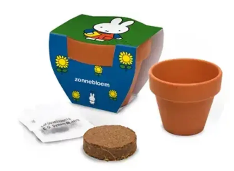 Nijntje terracota potje - Zonnebloem