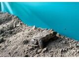 JD TRAFFIC Mobiel amfibieën- en reptielenscherm