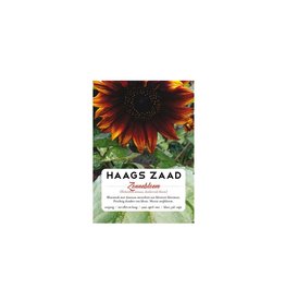 Haags Zaad Haags Zaad - Zonnebloem