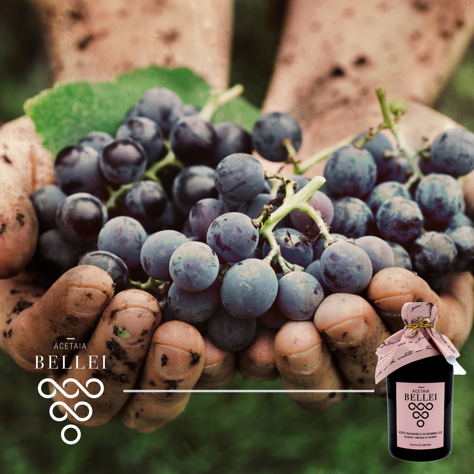 Acetaia Bellei Aceto Balsamico di Modena IGP, gift roze fles, 250ml
