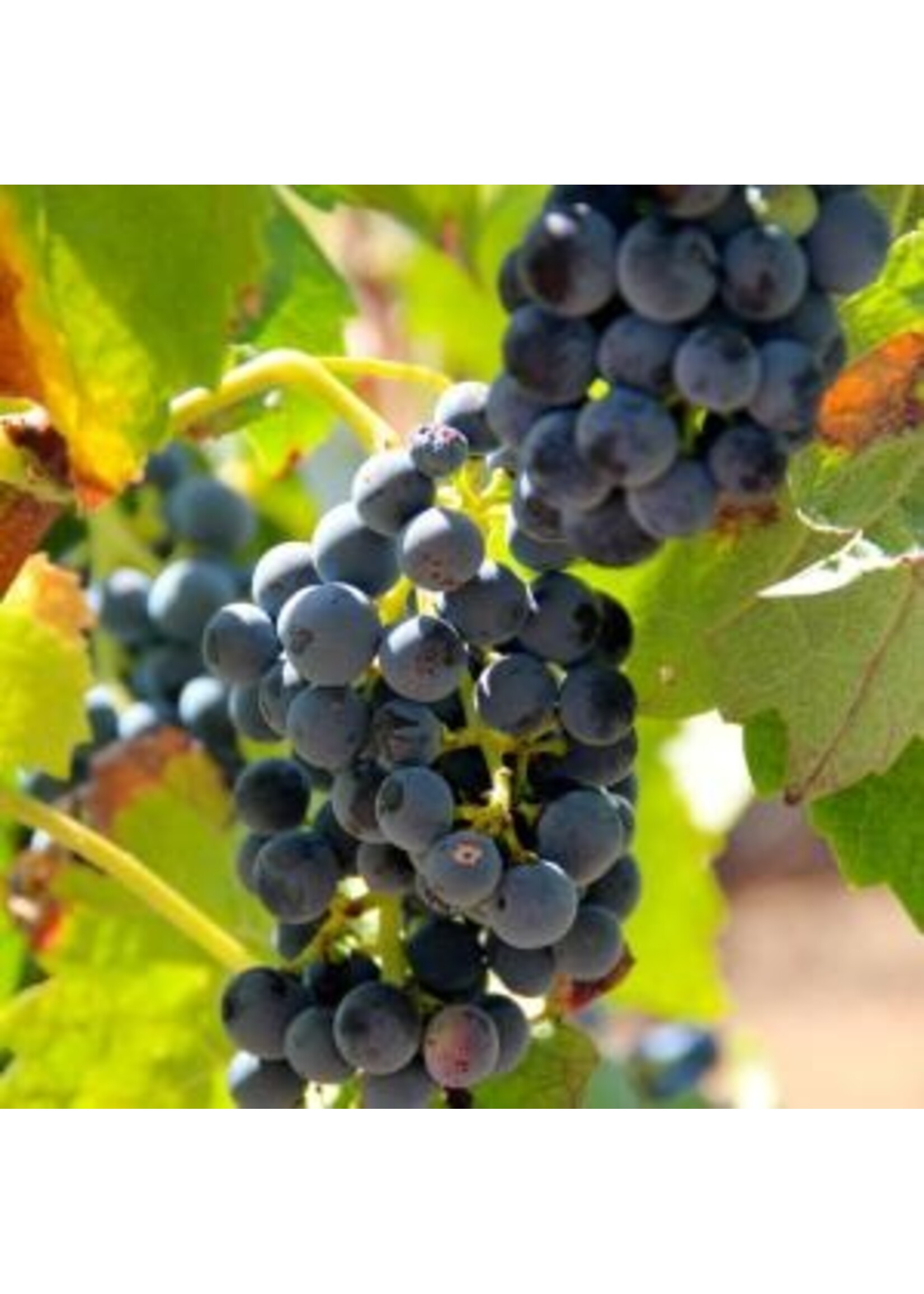 Wijn, Bodega de Moya Tasting Box