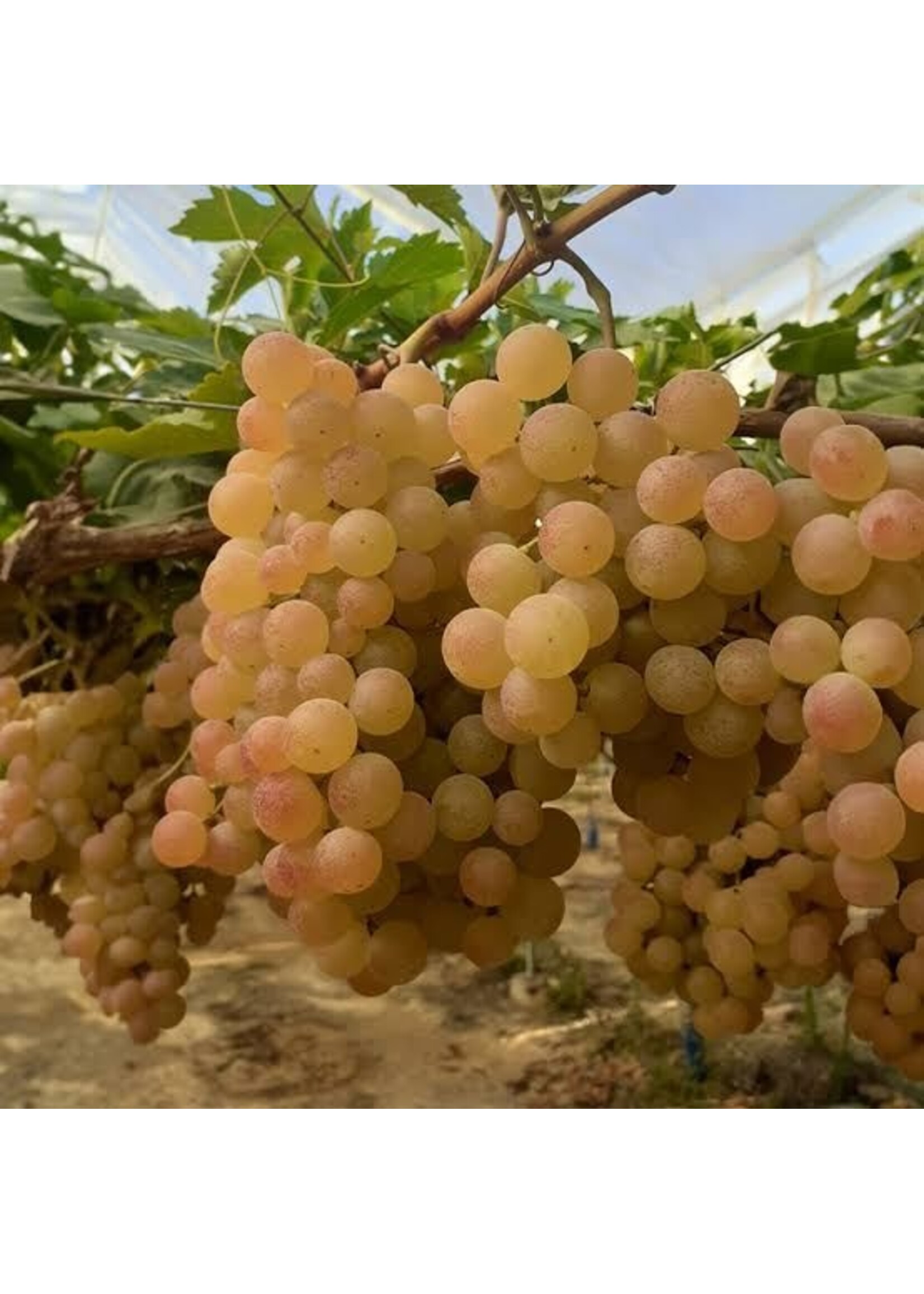 Belberry, kaasbegeleider Rabarber & Muskaatwijn