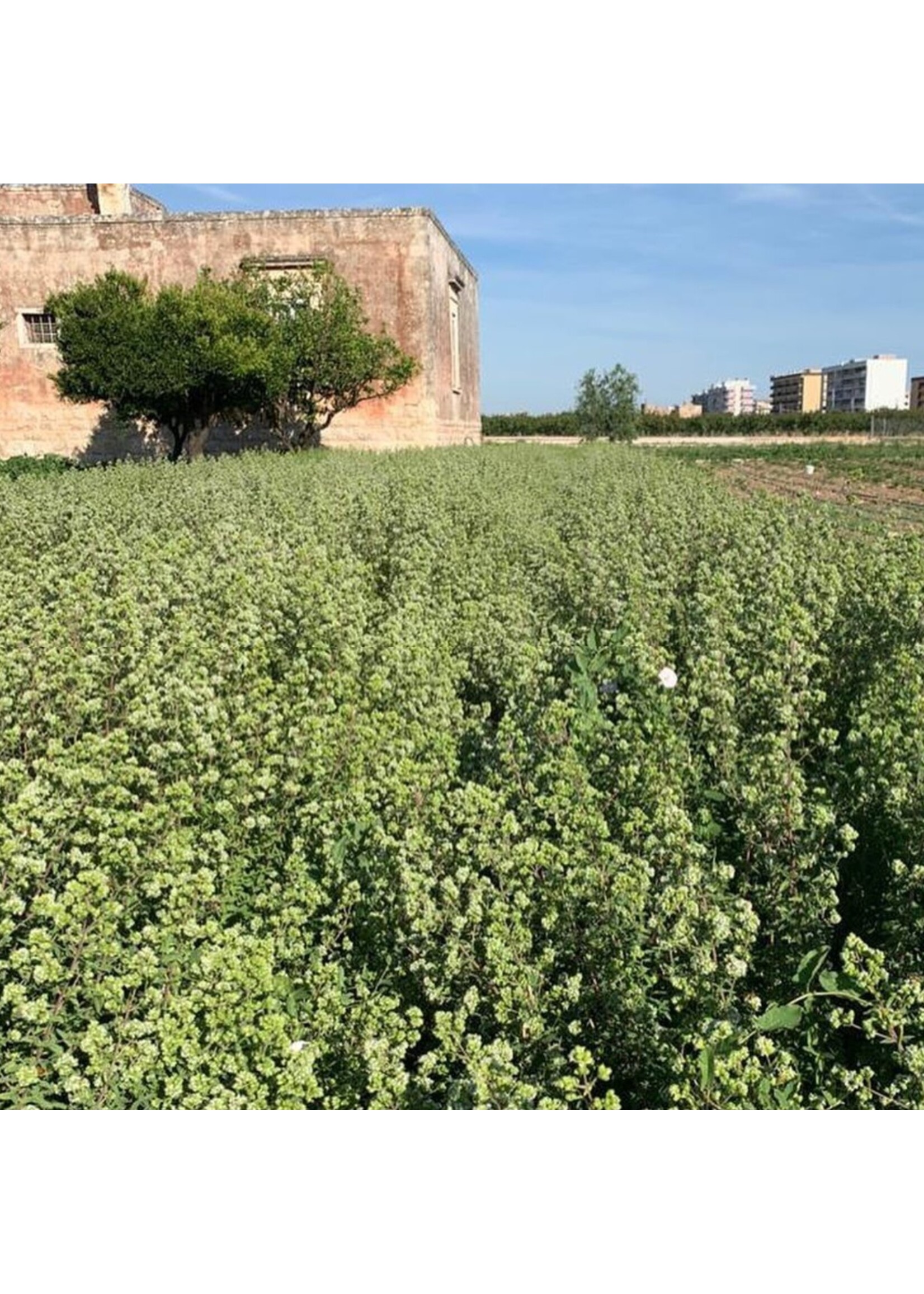 Olijfolie extra vergine met Basilico, 250ml, fles