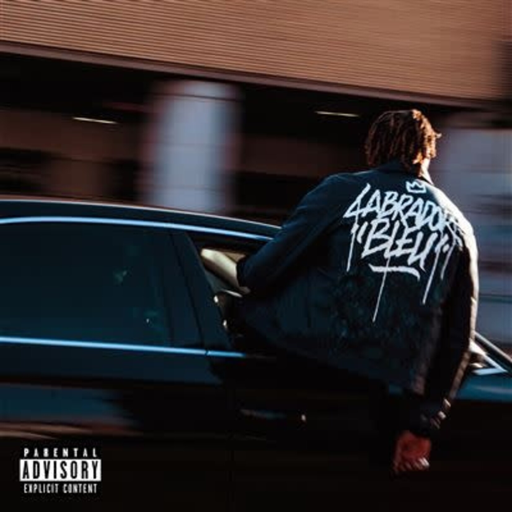 Isha - Labrador Bleu