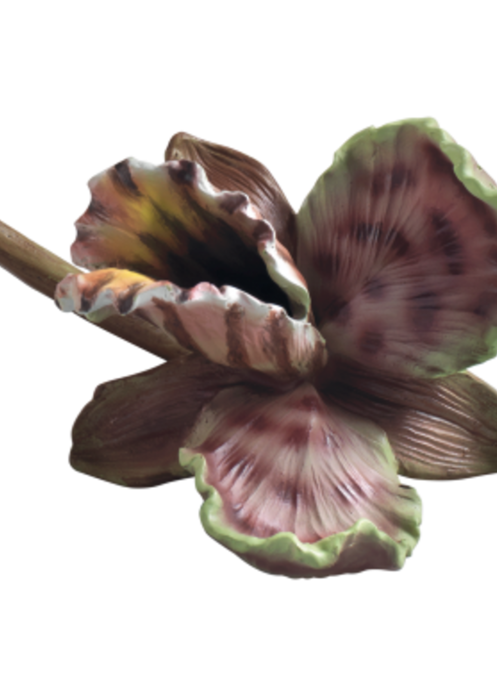 Mascagni ORCHID