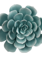 Mascagni CACTUS DECORATION