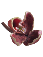 Mascagni ORCHID
