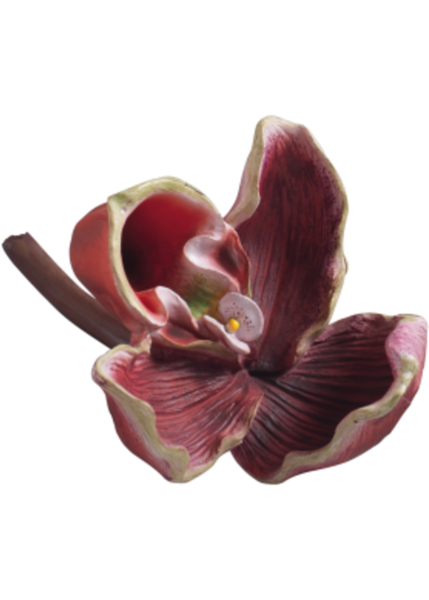 Mascagni ORCHID