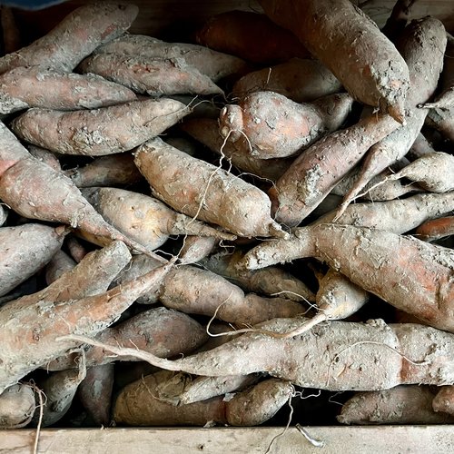 Peter van den Erve Organic Sweet potatoes Bataat  (per kilo)
