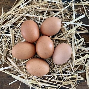 Verse eieren 6 stuks