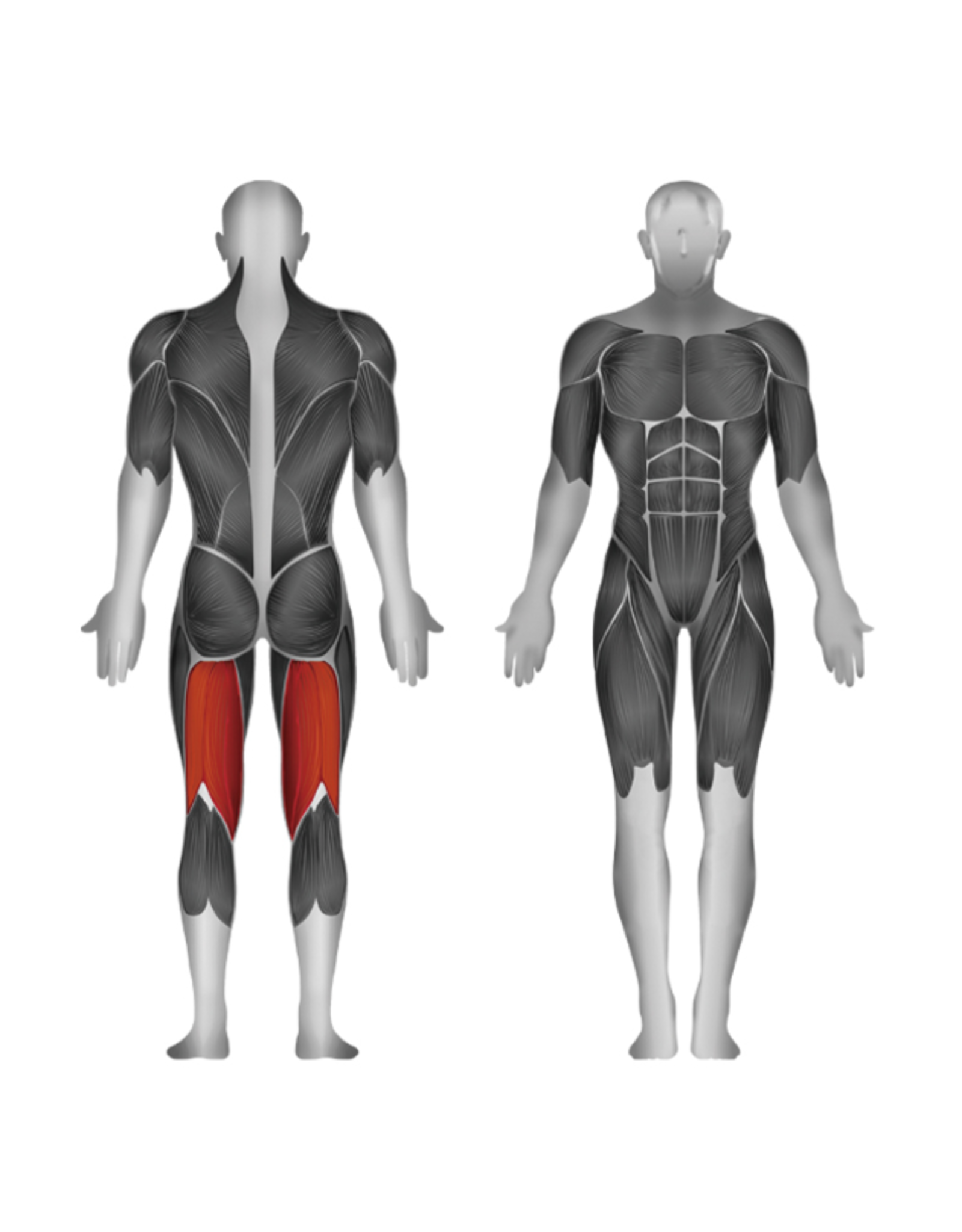 Steelflex Steelflex Mega Power Leg Curl Machine MLC-400/2