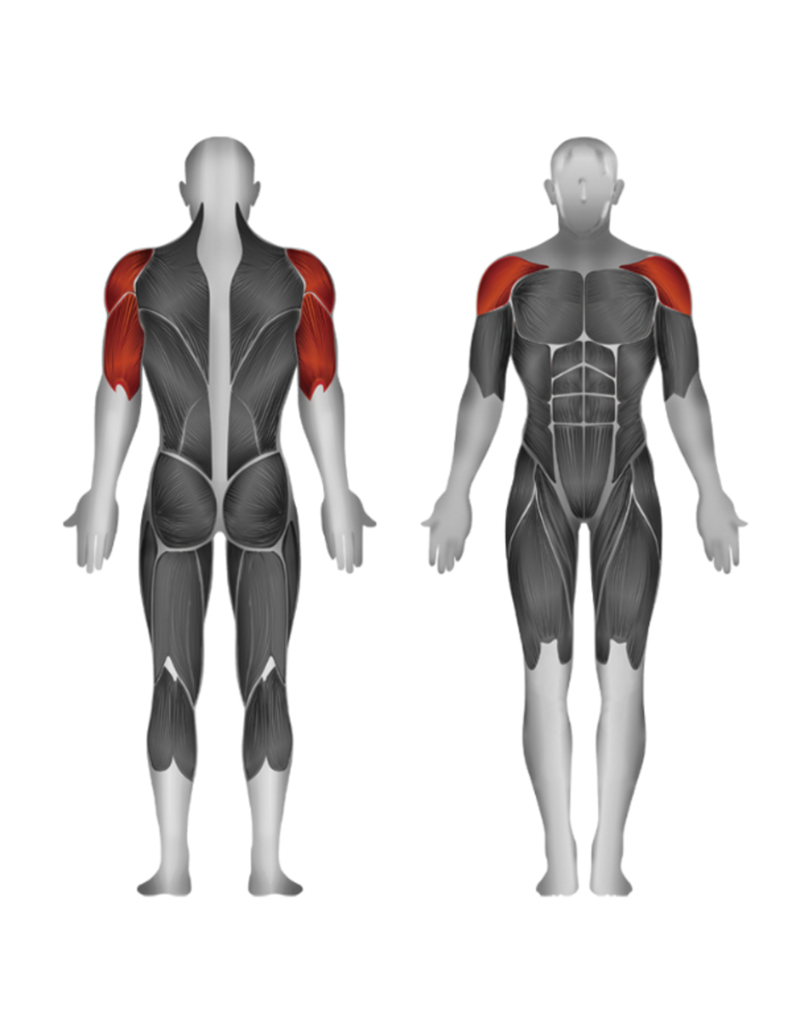 Steelflex Steelflex Mega Power Shoulder Press machine MSP-800/2