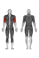 Steelflex Steelflex Mega Power Triceps Extension machine MTE-1200