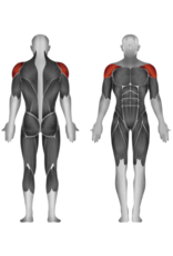 Steelflex Steelflex Mega Power Deltoid Raise Machine MDR-1300/2