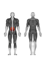 Steelflex Steelflex Mega Power Back Machine MBK-1600/2