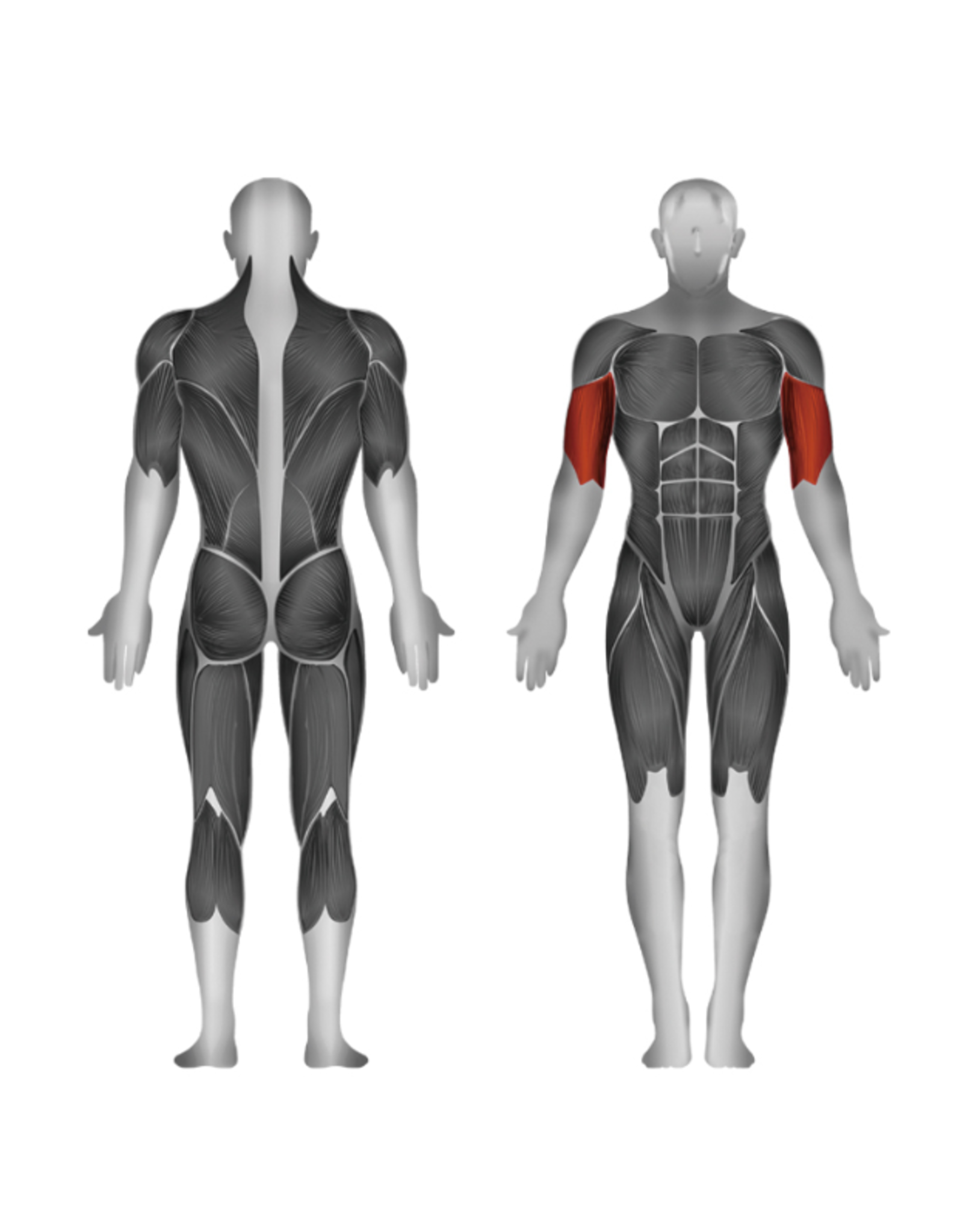 Steelflex Steelflex PlateLoad Biceps Curl PLBC