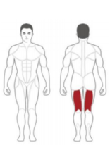 Steelflex Steelflex PlateLoad Leg Curl Machine PLLC