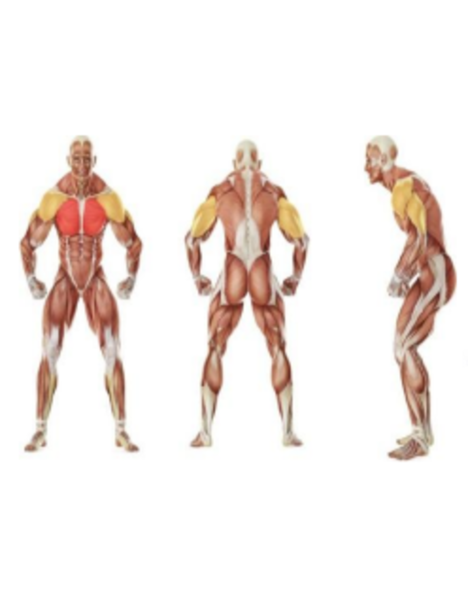 Steelflex Steelflex PlateLoad Seated Decline Press Machine PSDP