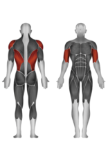 Steelflex Steelflex Hope Lat Pull Down With Rowing HLM300B