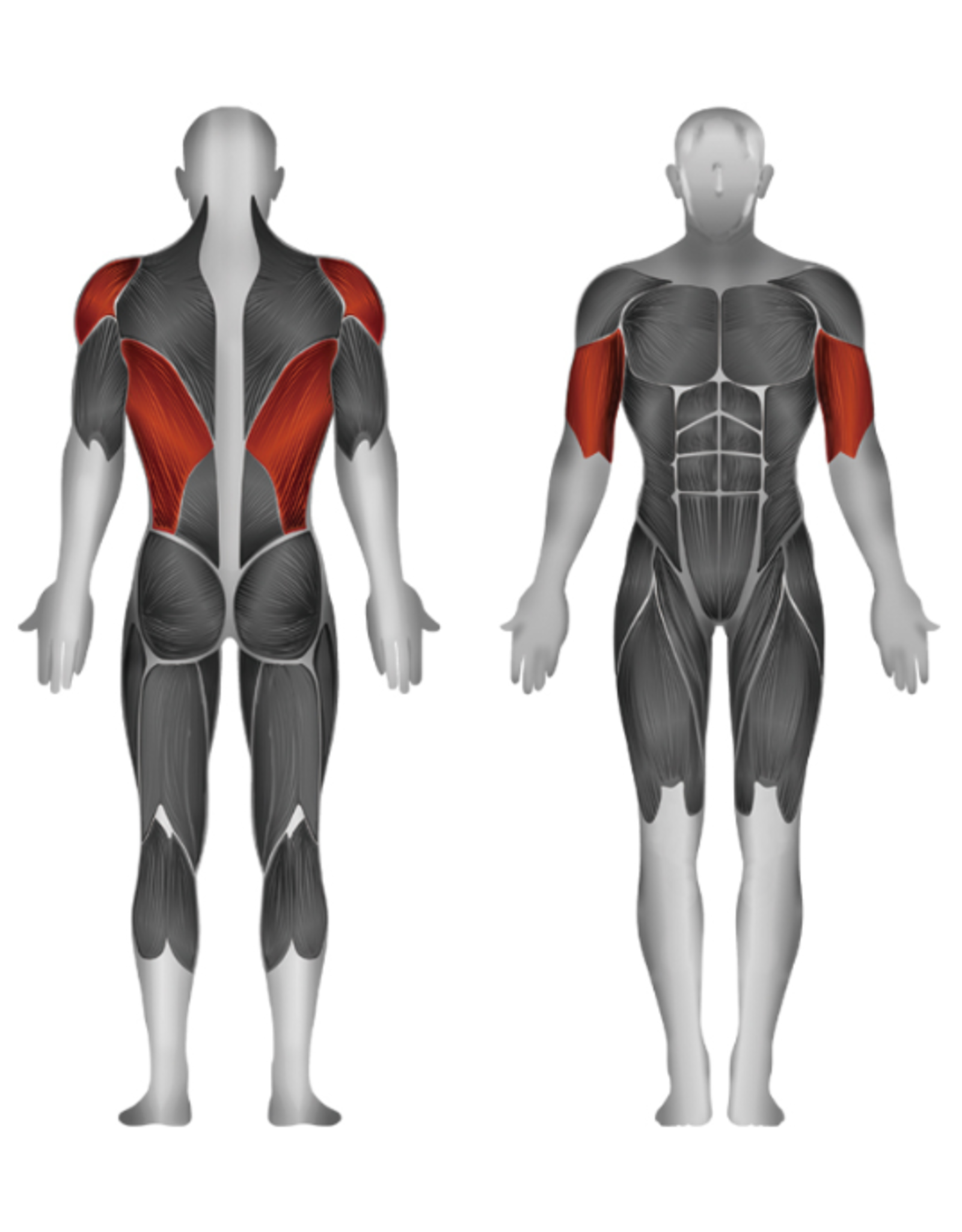 Steelflex Steelflex Hope Lat Pull Down With Rowing HLM300B