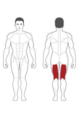 Steelflex Steelflex Hope Leg Curl HLC400A