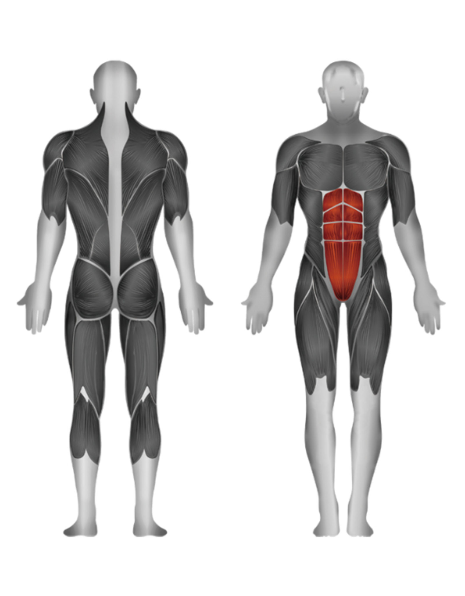 Steelflex Steelflex Hope Ab Crunch HAM900