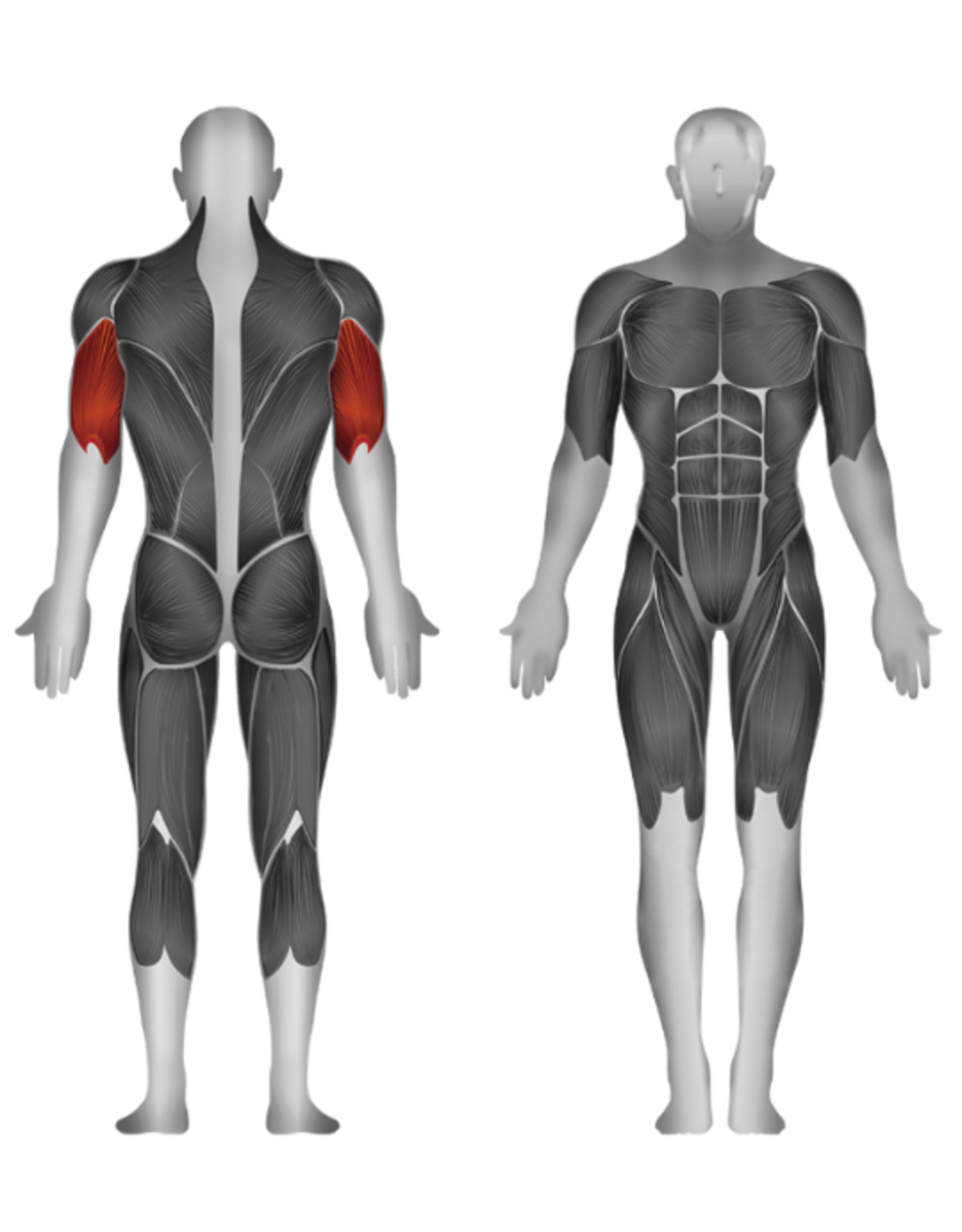 Steelflex Steelflex Hope Triceps Machine Press HTM1000