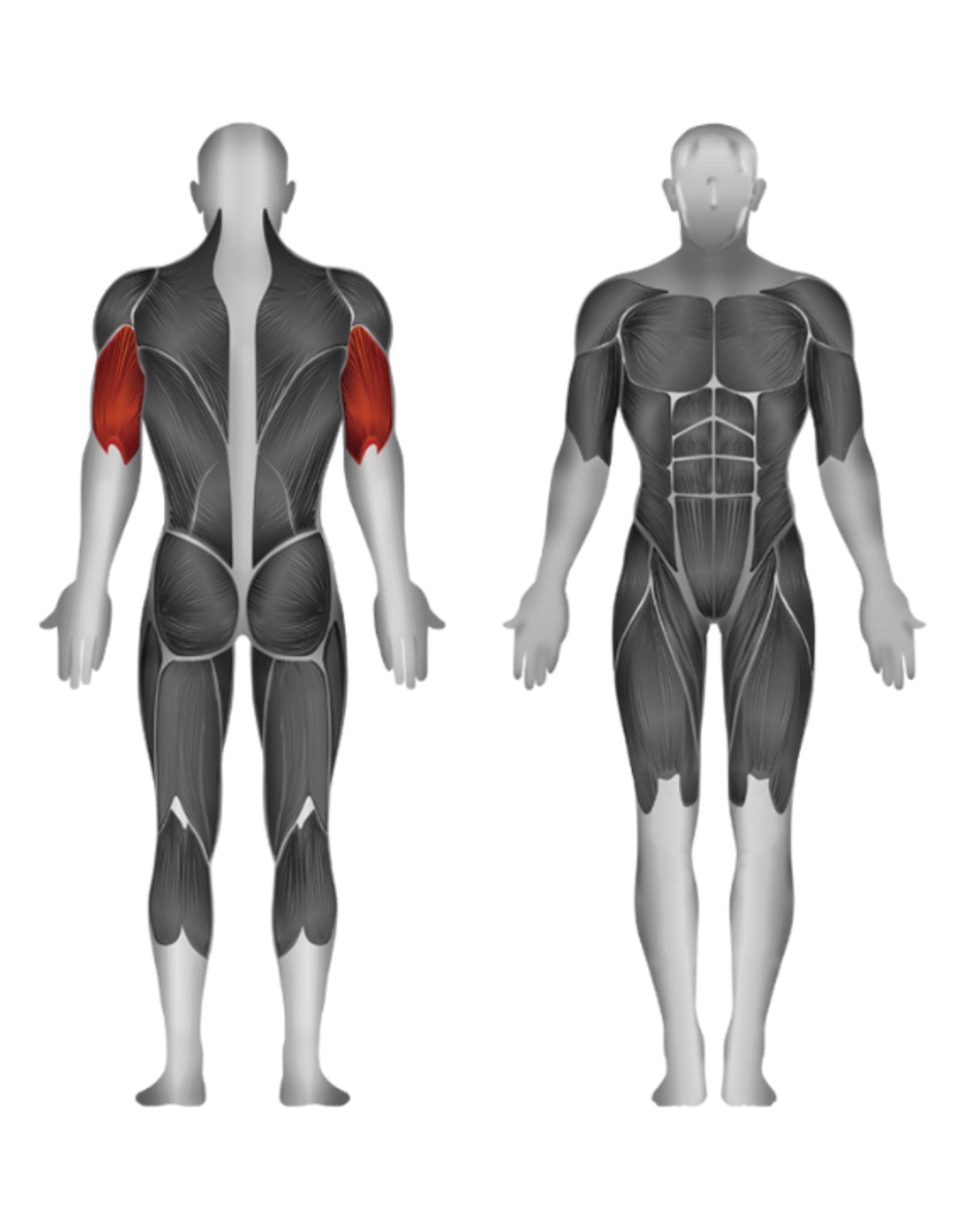 Steelflex Steelflex Hope Triceps Extension Machine HTE1200