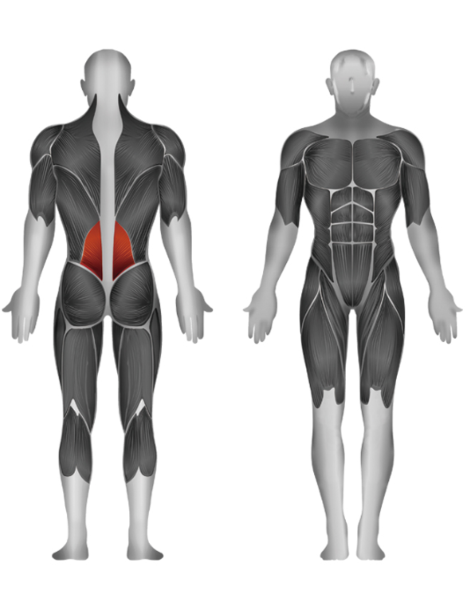 Steelflex Steelflex Hope Back Extension HBK1600