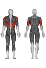 Steelflex Steelflex Hope Seated Row HRM1700