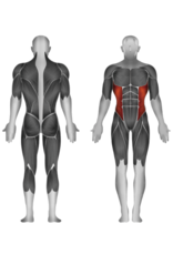 Steelflex Steelflex Hope Rotary Torso HOT1800