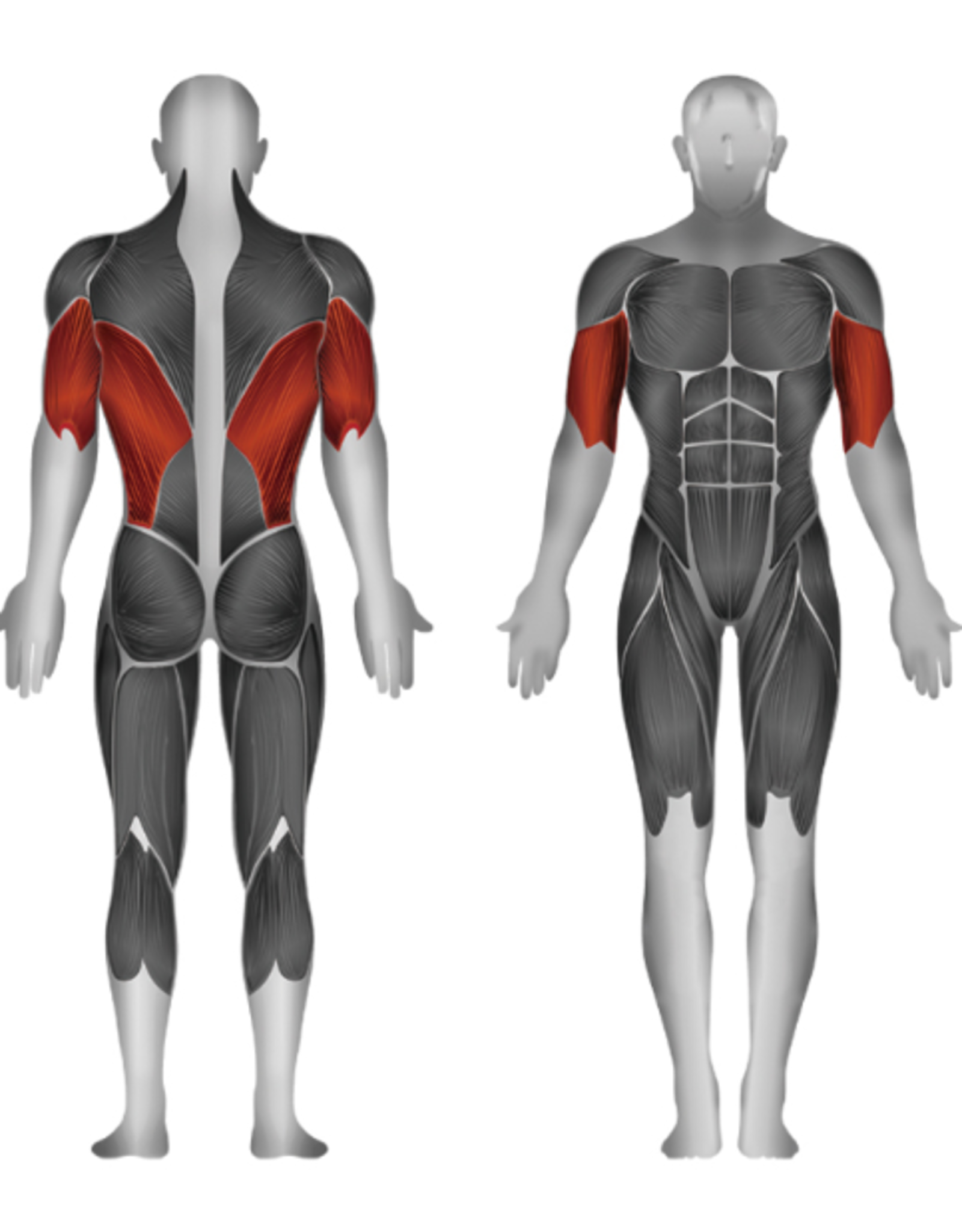 Steelflex Steelflex Hope Assisted Dip Chin HCD2100