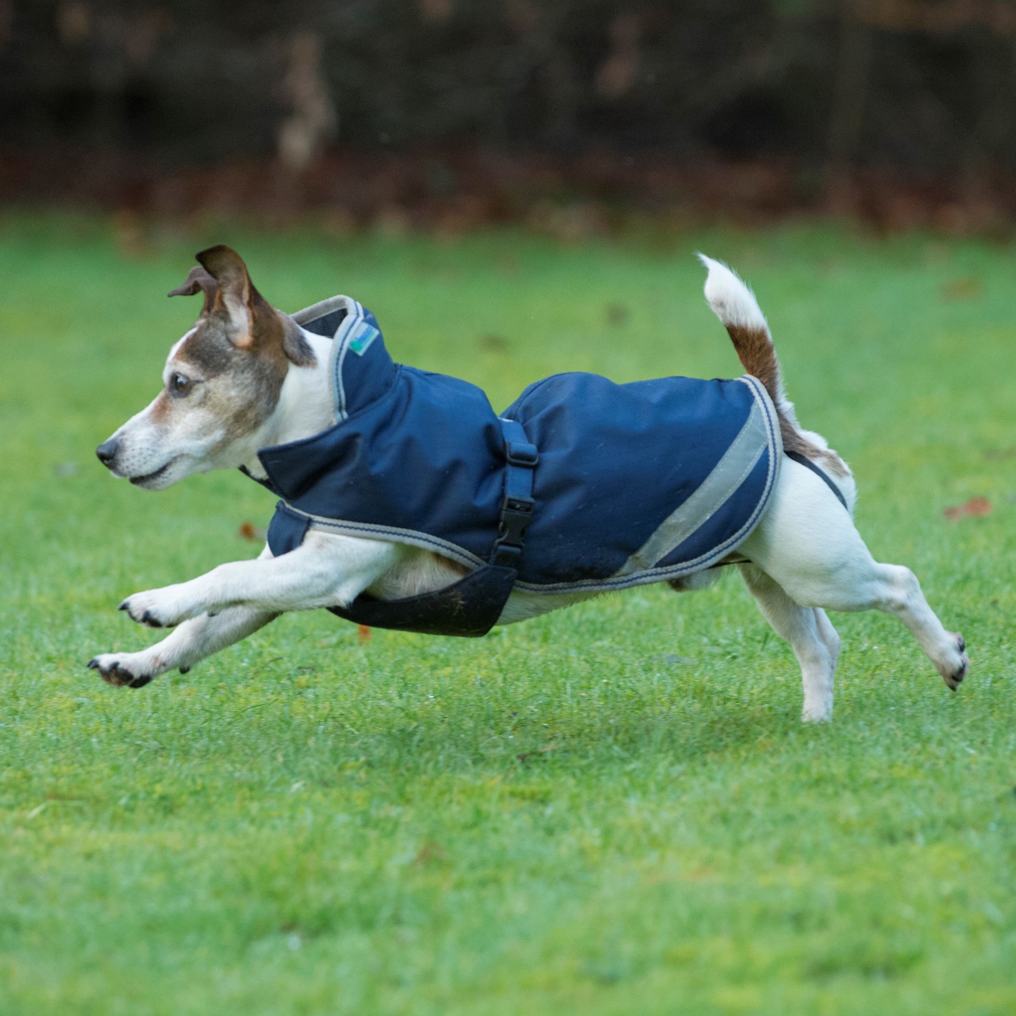 Freedom Dog Rug 300g, Navy/Silver Bucas