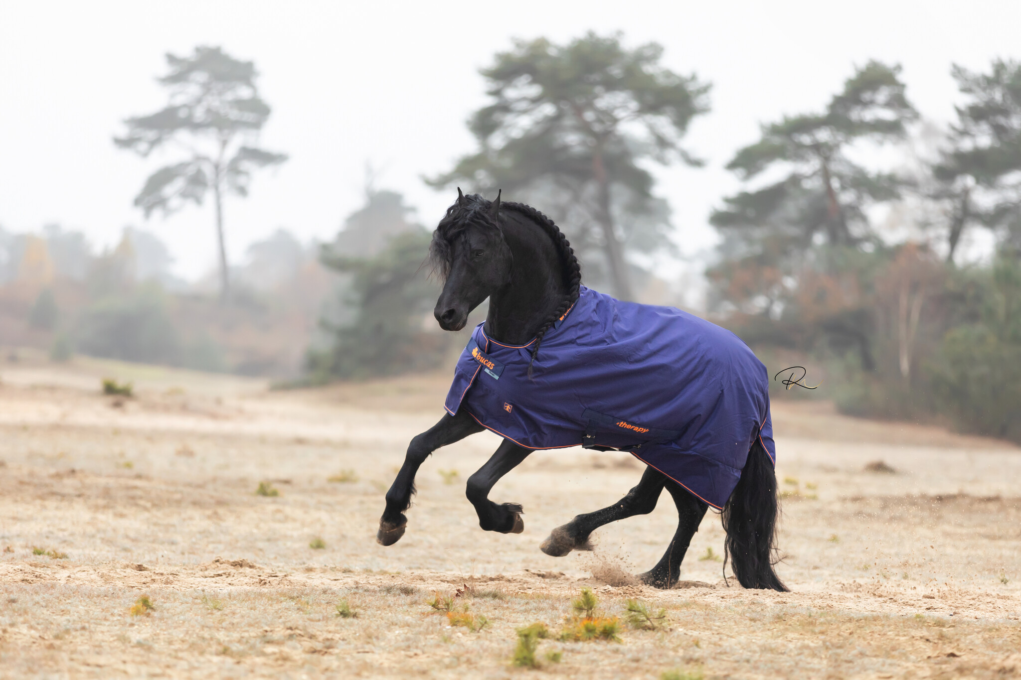 Het scheren van je paard of pony in de winter