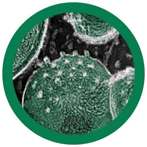 Giantmicrobes Giant Microbes - Chlamydia (Chlamydia trachomatis)