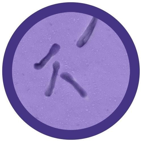 Giantmicrobes Giant Microbes - C-Diff