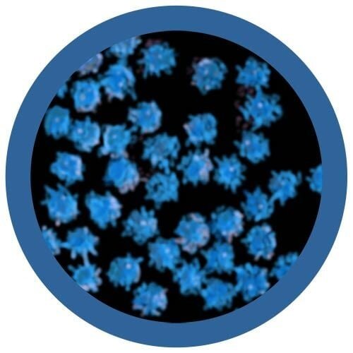 Giantmicrobes Giant Microbes - Common Cold (Rhinovirus)