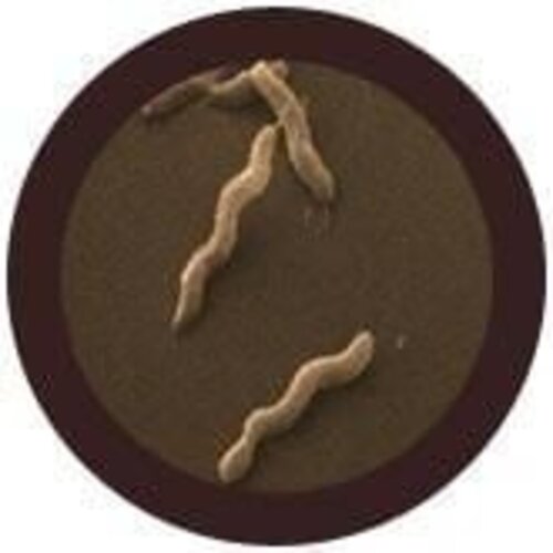 Giantmicrobes Giant Microbes - Diarrhea (Campylobacter jejuni)
