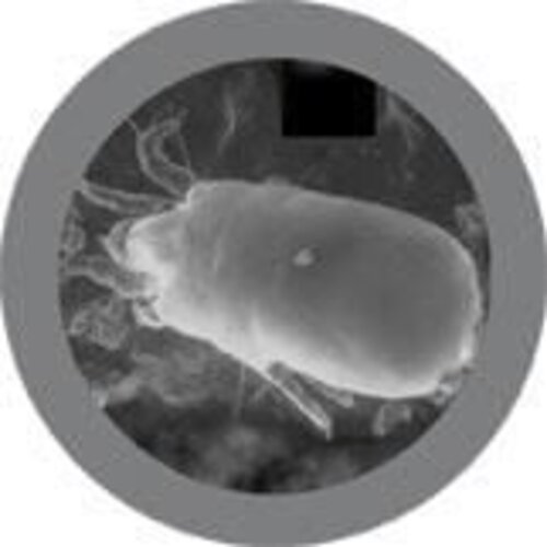 Giantmicrobes Giant Microbes - Dust Mite (Dermatophagoides pteronyssinus)