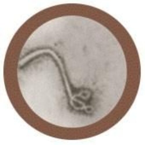 Giantmicrobes Giant Microbes - Ebola