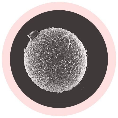 Giantmicrobes Giant Microbes - Egg Cell