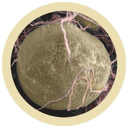 Giantmicrobes Giant Microbes - Fat Cell