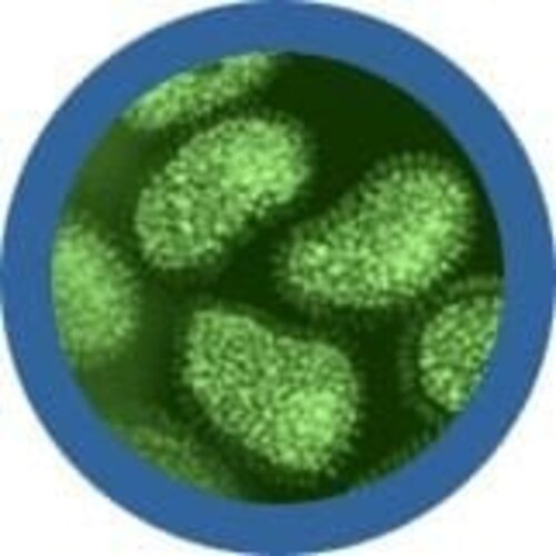 Giantmicrobes Giant Microbes - Flu (Orthomyxovirus)