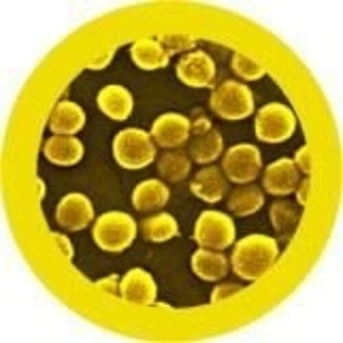 Giantmicrobes Giant Microbes - MRSA (Methicillin-resistant Staphylococcus aureus)