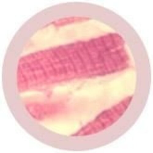 Giantmicrobes Giant Microbes - Muscle Cell (Myocyte)